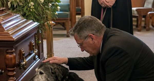The Faithful Dog’s Heartbreaking Goodbye to His Owner — The